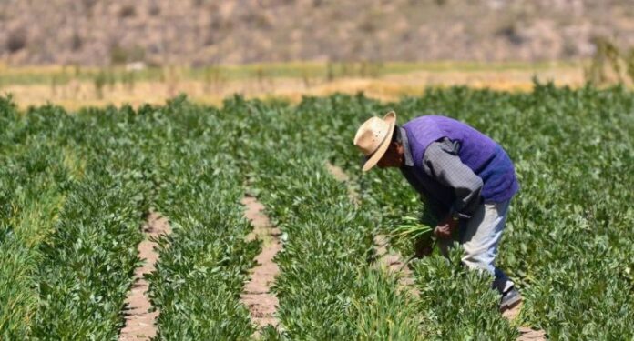 Israel ofrece más de 3 mil puestos de trabajo en agricultura