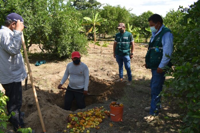 senasa - mosca-fruta