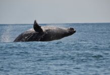 Piura: Temporada de avistamiento de ballenas generaría S/15 millones a la región