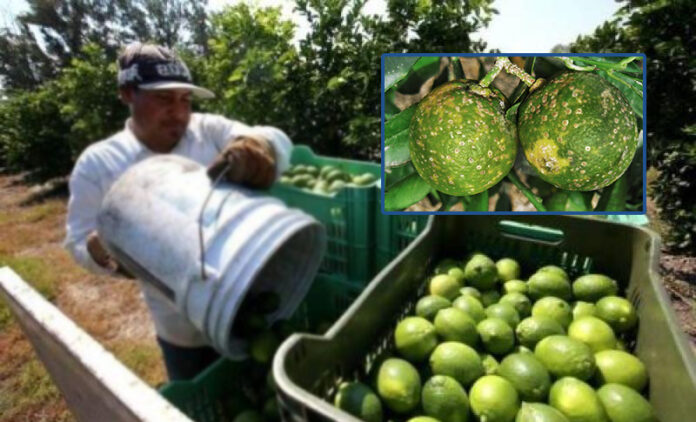 limon - dragón amarillo