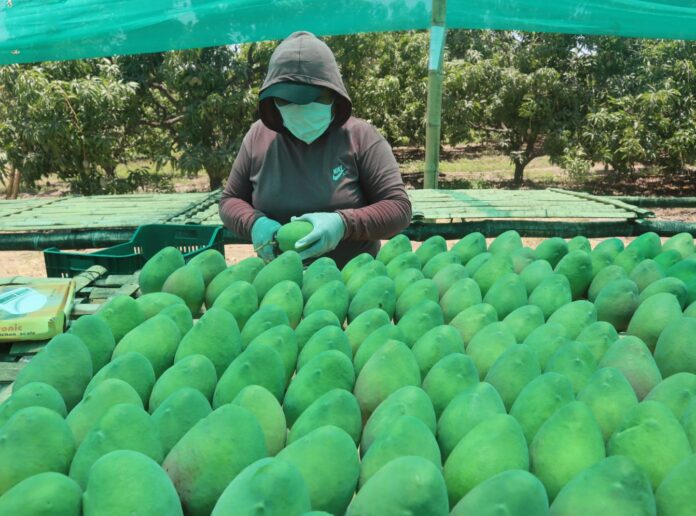MANGOS