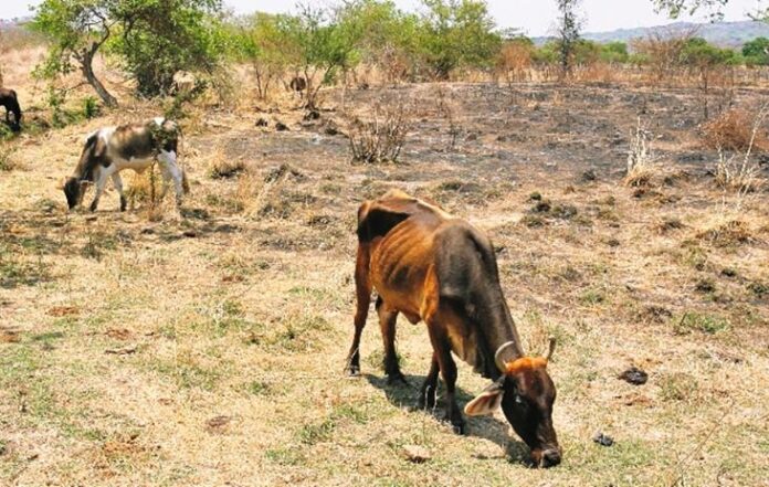 Chulucanas: preocupación por incremento de perros salvajes que matan ganado en Ñomala