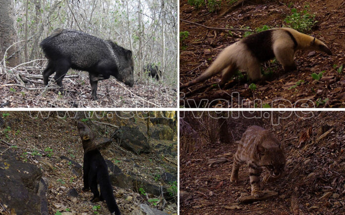 ANIMALES CAPTADOS - CUTIVALU