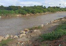 Chulucanas: alrededor de 6 mil hectáreas de cultivos en riesgo por posibles inundaciones del río Yapatera