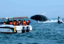 Tumbes inicia temporada de avistamiento de ballenas y espera visita de miles de turistas Avistamiento de ballenas en Máncora genera un flujo económico de S/ 2 millones diarios