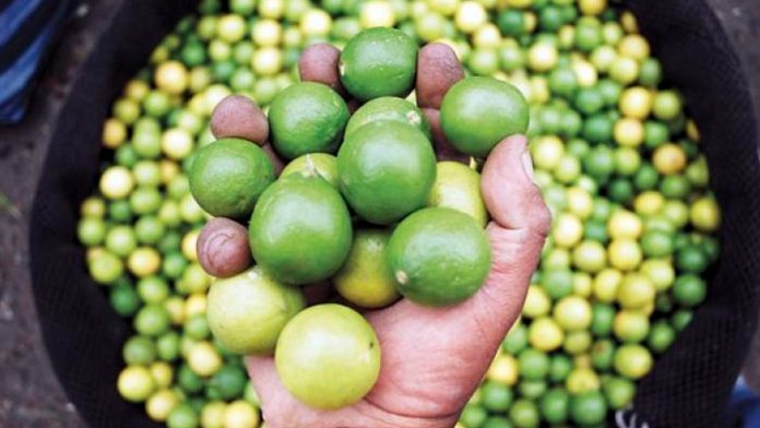 Limón piurano