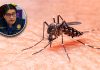 Advierten que altas temperaturas propician proliferación del mosquito del dengue Dengue en Piura: pico más alto de casos será en abril y mayo, advierte el Colegio Médico