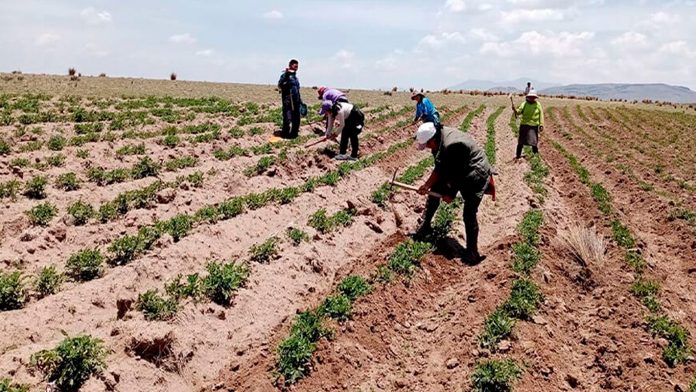 Agricultura