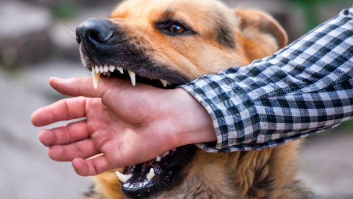 Mordedura de Perros