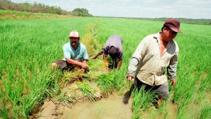 agricultura