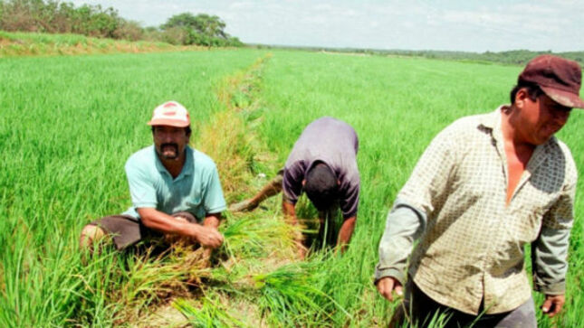 standard_Se Inició Campaña Agrícola En El Medio Y Bajo Piura