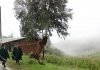 Verano inicia este jueves 21 y traería lluvias intensas para la sierra de Piura