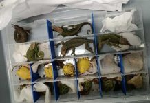 Serfor y Aduanas incautan 160 animales exóticos en dos maletas