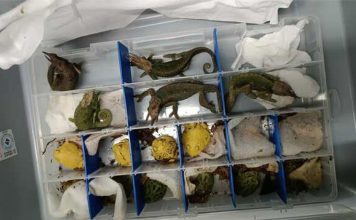 Serfor y Aduanas incautan 160 animales exóticos en dos maletas