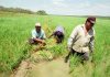 Piura: critican al Minagri por falta de apoyo a la agricultura