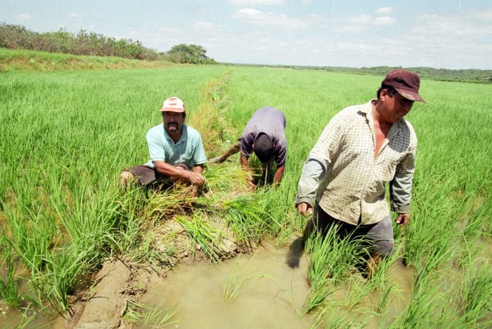 Piura: critican al Minagri por falta de apoyo a la agricultura