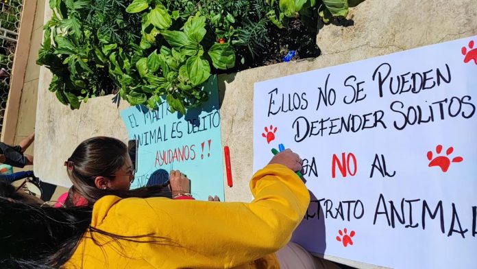 Colegio Médico Veterinario de Piura rechaza avenamiento de mascotas en Ayabaca