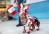 Continúan las inscripciones para el concurso de disfraces para mascotas en VDO