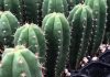 Cactus de San Pedro es declarado Patrimonio Cultural en Huancabamba