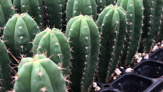 Cactus de San Pedro es declarado Patrimonio Cultural en Huancabamba