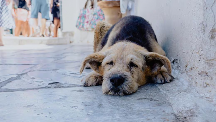 Vecinos de Urb. Santa Margarita exigen justicia por cruel envenenamiento de animales