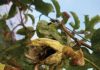 Huarmaca: más de 15 hectáreas de plantaciones de maracuyá afectadas por lluvias