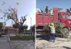 Cura Mori: vecinos rechazan poda de árboles ante sofocante calor