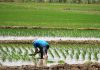 Seguro Agrícola Catastrófico paga hasta S/ 800 por hectárea a productores que perdieron cultivos
