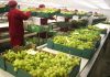 Agroexportaciones de Piura cayeron 4.7 % en el 2023