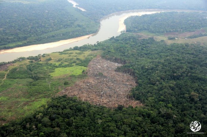 Seis regiones concentran el 86% de la deforestación en la Amazonía peruana