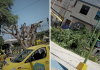 Castilla: Denuncian poda excesiva de árbol en plaza Luis Montero