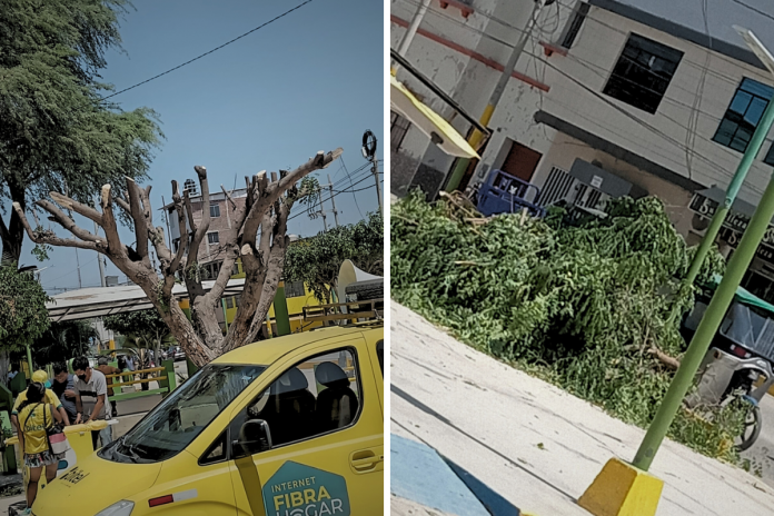 Castilla: Denuncian poda excesiva de árbol en plaza Luis Montero