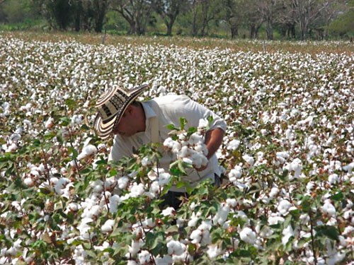 Buscan impulsar cadena productiva de 500 hectáreas de algodón pima en Piura