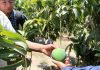 CAMCO: Piura registró en el 2023 caída productiva de frutales