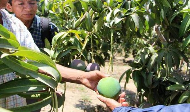 CAMCO: Piura registró en el 2023 caída productiva de frutales