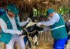 Vacunarán contra la rabia a más de 261 mil cabezas de ganado en Piura y otras 15 regiones