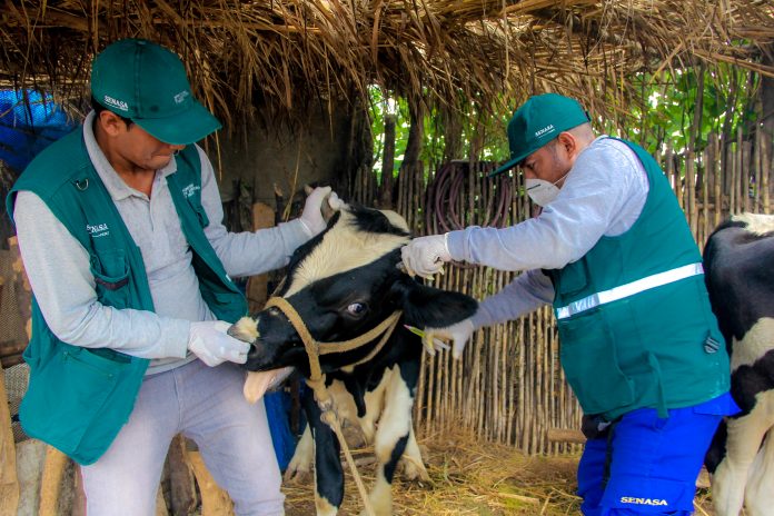 Vacunarán contra la rabia a más de 261 mil cabezas de ganado en Piura y otras 15 regiones