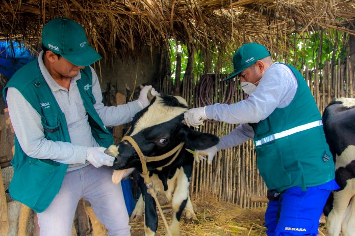 vacunación Vacunarán contra la rabia a más de 261 mil cabezas de ganado en Piura y otras 15 regiones