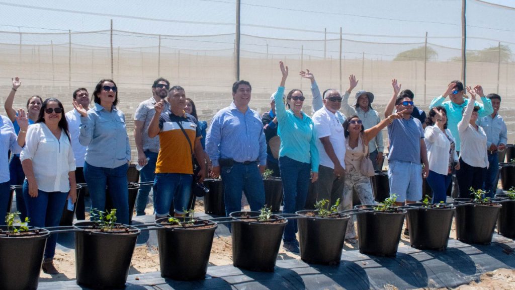 Proyecto de inversión con arándanos