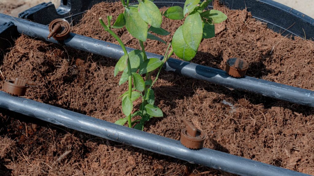 Arándanos de Agroexportación