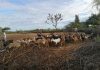 ININ: El bosque seco de Piura, principal ecosistema de la actividad caprina, necesita atención "particular"