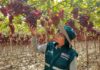 Piura es la segunda región exportadora de uva a nivel nacional, afirma Senasa