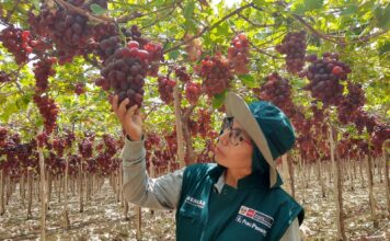 Piura es la segunda región exportadora de uva a nivel nacional, afirma Senasa