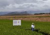 Semillas El Potrero lanza dos nuevas variedades de arroz con "alto potencial de rendimiento"