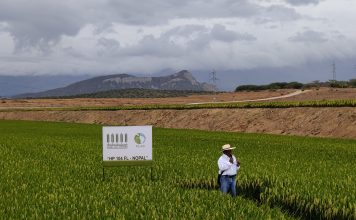 Semillas El Potrero lanza dos nuevas variedades de arroz con "alto potencial de rendimiento"