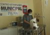 Lanzan campaña de esterilización gratuita en Piura