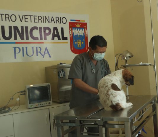 Lanzan campaña de esterilización gratuita en Piura