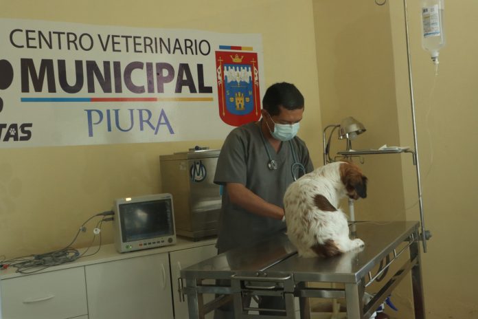 Lanzan campaña de esterilización gratuita en Piura