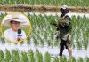 Piura: advierten posible déficit de agua para cultivo de arroz
