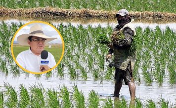 Piura: advierten posible déficit de agua para cultivo de arroz